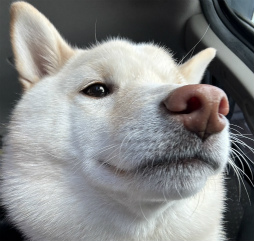 ���������꡼ No.006�Υ���ͥ������ / �˿��ǥ����ΤΥ�����ҥҥ硼 ��������828��֤ɤ��Ǹ�Ψ����뤫���ɤ���̵�̤˻Ȥ�����