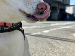 ���������꡼ No.007�Υ���ͥ������ / �˿��ǥ����ΤΥ�����ҥҥ硼 ��������828��֤ɤ��Ǹ�Ψ����뤫���ɤ���̵�̤˻Ȥ�����