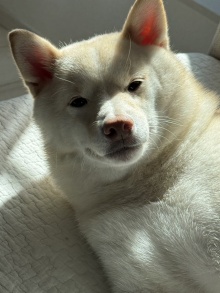 ���������꡼ No.005�Υ���ͥ������ / �˿��ǥ����ΤΥ�����ҥҥ硼 ��������859����������Ƥޤ�����