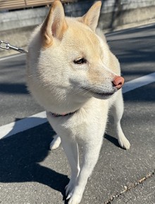 画像ギャラリー No.006のサムネイル画像 / 男色ディーノのゲイムヒヒョー ゼロ:第860回「ゲイムだけしとこう」