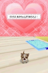 奢륷꡼2980 Petz Dogz ɥå