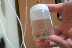 ���������꡼ No.019�Υ���ͥ������ / ���������ʡۼ���Ŧ�м�Ѥ�����Ƽ��餬�Х����ϥ��������ˤʤä���