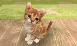 3DSΩɽǡ̾ϤɤޤѤΤ֥ Υ 3DʲΡˡסnintendogs + catsס֤ɤ֤ĤοʲΡˡץݡ