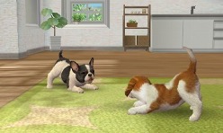 3DSΩɽǡ̾ϤɤޤѤΤ֥ Υ 3DʲΡˡסnintendogs + catsס֤ɤ֤ĤοʲΡˡץݡ