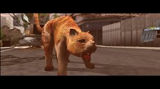 ���������꡼ No.009�Υ���ͥ������ / ��TOKYO JUNGLE�ס����ȡ��꡼�⡼�ɤΥ����꡼�󥷥�åȤ�Ǻܡ��ݥ��˥���˥ܥ��ͥ������˥ۥ󥸥��˥��������䶲ε������������