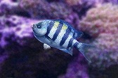 Fish Huntס衼åѤˤ泤 UPDATE-01פ