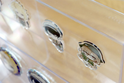 画像ギャラリー No.025のサムネイル画像 / ラモラックも実装されたので,心置きなく「グラブル」×「ANICLOSET.」コラボグッズを紹介。秋を彩る7キャラの描き下ろしラインナップ