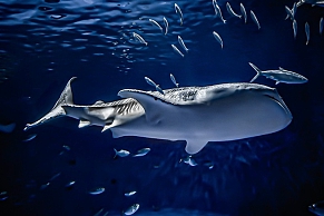 ���������꡼ No.003�Υ���ͥ������ / �֤��Ĥޤ� �ɤ��֤Ĥο��פΥꥢ�륤�٥�ȡֳ��Τ������ �դ줢��Ÿ�פ򤤤����ɤ������޿�²�ۤ�11��21�����鳫��