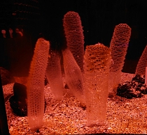 ���������꡼ No.004�Υ���ͥ������ / �֤��Ĥޤ� �ɤ��֤Ĥο��פΥꥢ�륤�٥�ȡֳ��Τ������ �դ줢��Ÿ�פ򤤤����ɤ������޿�²�ۤ�11��21�����鳫��