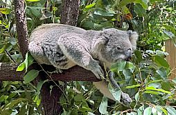 ꡼ No.028Υͥ / Υ󥿥ӥ塼ϡHollow KnightפUnpackingסUntitled Goose GameפCult of the LambפϡȾޤ졽IGEAϡϤȼȯٱǡϿޤ˥ȥꥢ̾ߤ