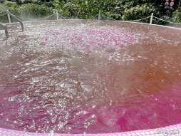 ���������꡼ No.018�Υ���ͥ������ / �������Ϥ��31A����ɤ��о�!?���֥إ֥�С��󥺥�åɡסߡ�˭��� ������ץ���ܥ��٥�ȥ�ݡ���