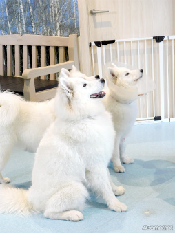 ���������꡼ No.003�Υ���ͥ������ / ��MISSION��GO5�������ԡ���GOALOUS5�Υ��С������å���䥵�⥨�ɥ��ե�����ʳƮ!?���ǿ��ɥ��CDȯ���ǰ����