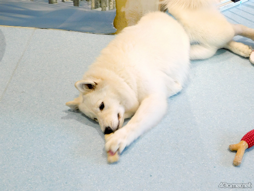 ���������꡼ No.004�Υ���ͥ������ / ��MISSION��GO5�������ԡ���GOALOUS5�Υ��С������å���䥵�⥨�ɥ��ե�����ʳƮ!?���ǿ��ɥ��CDȯ���ǰ����