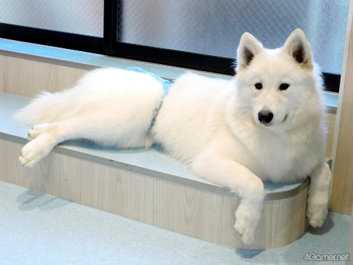 ���������꡼ No.006�Υ���ͥ������ / ��MISSION��GO5�������ԡ���GOALOUS5�Υ��С������å���䥵�⥨�ɥ��ե�����ʳƮ!?���ǿ��ɥ��CDȯ���ǰ����