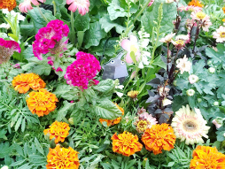 ���������꡼ No.016�Υ���ͥ������ / ��������˷�ʲ��ԥ��ߥ���Τ��Ԥ򤪤���ݡ����ꥢ�륤�٥�ȡ�Pikmin Bloom Journey 2025��������θ���ݡ���