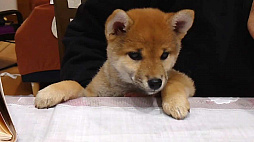 Shiba Mekuri �Ƥ᤯��