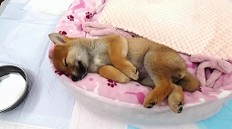 ���������꡼ No.003�Υ���ͥ������ / Switch�֥ĥ����륷�꡼�� �Ƥ᤯��פ�����ȯ�䡣�Ƹ��ȤҤʡɤ�����ư��򸫤���ѥ��륲����