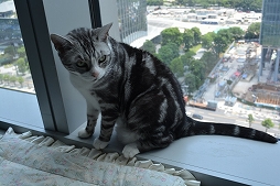 ꡼ No.045Υͥ / Ĭס֥ѥ˥פιƱ٥KUROFESTݡȡĬϥС2.6PV