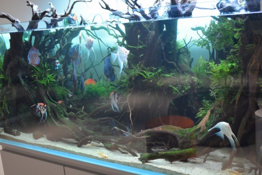 ꡼ No.002Υͥ / ֥ǥСפMINTROCKETˡͲƿ档CEO˥󥿥ӥ塼NDC25