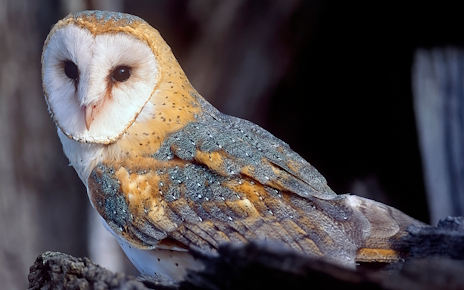 画像ギャラリー No.003のサムネイル画像 / ハート型の顔盤が特徴的なメンフクロウさんの「FACEMINER」レビュー。えーあい!Steam広場