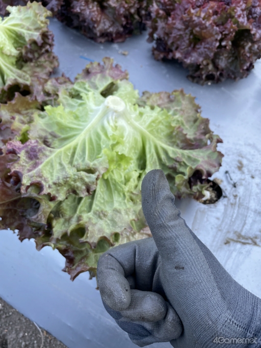 画像ギャラリー No.016のサムネイル画像 / 弟がリアル農家なので「Farming Simulator 25」を一緒にプレイしてみた。農家目線での本作の完成度はいかに?