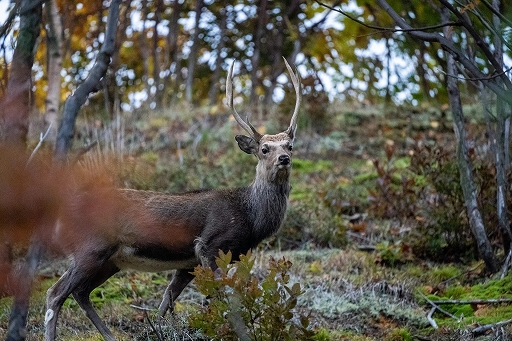 ���������꡼ No.003�Υ���ͥ������ / ��Ghost of Y���tei�ס����ܤǤμ��䳫ȯ���äˤĤ��Ƹ���ý�������PlayStation.Blog�ˤƸ���