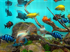 Behind Glass: Aquarium SimulatorסSteam꡼15󥪥ե뤬