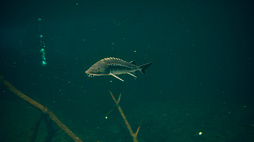 ꡼ No.007 | Ultimate Fishing Simulator 2