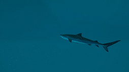 Ultimate Fishing Simulator 2