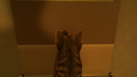 画像ギャラリー No.003のサムネイル画像 / 背筋氏がシナリオを担当する「まだ猫は逃げますか?」,2025年内にSteamでリリース。猫が古民家を探索するステルスアクション