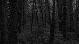 ꡼ No.045Υͥ / ꡼ץΤΥХХۥ顼ADV̷ʤĤΤˡסSwitchʤȤ2026ǯ129ȯ