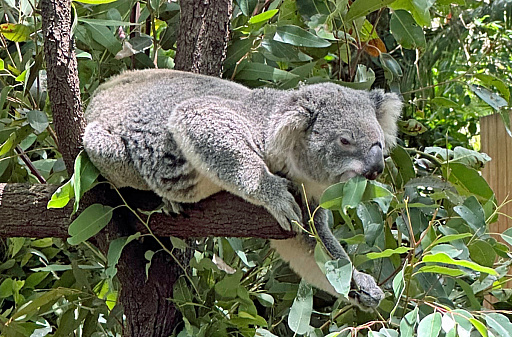 ꡼ No.001Υͥ / ȥꥢں߼ԤɡNintendo Switch 2פϤäƤߤܤȤΰ㤤Ϥɤʴȥ⤤&#x1f428;&#x1f428;