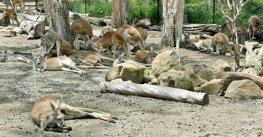 ꡼ No.002Υͥ / ȥꥢں߼ԤɡNintendo Switch 2פϤäƤߤܤȤΰ㤤Ϥɤʴȥ⤤&#x1f428;&#x1f428;