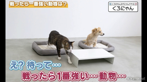 ꡼ No.022Υͥ / ChroNoiRƻ۸֤Τ뤬ƻۤǤʤ󤫤ץݡȡڥȤо줷Фޤ줿