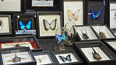 ���������꡼ No.033�Υ���ͥ������ / ���Υ����ॷ�祦��ChinaJoy 2025�׳��롪 ���٥�ȵ��Ϥη�Ĵ�ʳ���ˤ���TGS���渪�ɡ����ƤΥ��ĥ��ľ峤��740�Ұʾ��Ÿ��CJ2025��