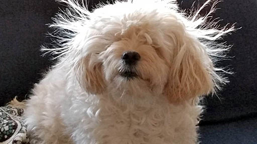 ���������꡼ No.016�Υ���ͥ������ / ������ܡ������ɥХ󥹤β����������յ���֥�����e�꡼����+�׸����ο�������ȯ�档�����������륷�塼�ƥ��󥰤䥽��ƥ����ʤ�5�����ȥ��1�ѥå���