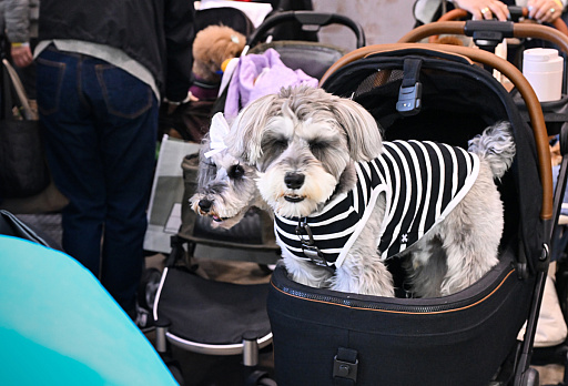 ���������꡼ No.006�Υ���ͥ������ / �������ˤθ�ǭ���å���SQEX PETs�פ�9��ȯ����ꡪ�����⤷�����˥�󥢥��ƥि������Ρȥ��󥿡��ڥå�2025��