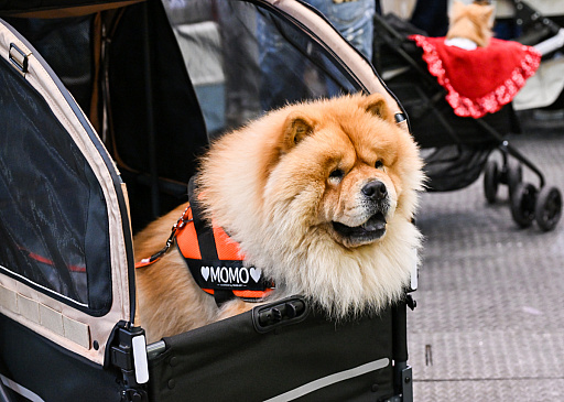 ���������꡼ No.007�Υ���ͥ������ / �������ˤθ�ǭ���å���SQEX PETs�פ�9��ȯ����ꡪ�����⤷�����˥�󥢥��ƥि������Ρȥ��󥿡��ڥå�2025��