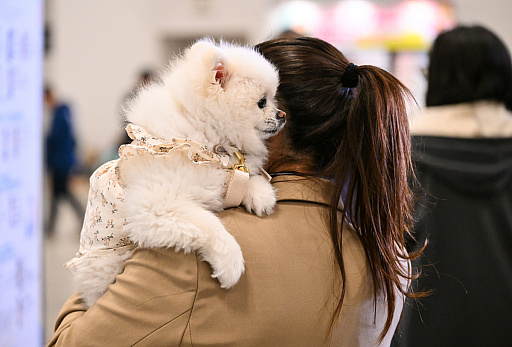 ���������꡼ No.008�Υ���ͥ������ / �������ˤθ�ǭ���å���SQEX PETs�פ�9��ȯ����ꡪ�����⤷�����˥�󥢥��ƥि������Ρȥ��󥿡��ڥå�2025��