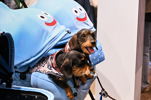 ���������꡼ No.016�Υ���ͥ������ / �������ˤθ�ǭ���å���SQEX PETs�פ�9��ȯ����ꡪ�����⤷�����˥�󥢥��ƥि������Ρȥ��󥿡��ڥå�2025��