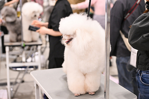 ���������꡼ No.046�Υ���ͥ������ / �������ˤθ�ǭ���å���SQEX PETs�פ�9��ȯ����ꡪ�����⤷�����˥�󥢥��ƥि������Ρȥ��󥿡��ڥå�2025��